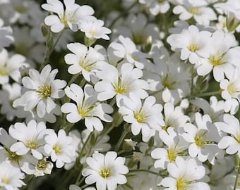 Nasiona śniegu w lecie – wieloletnia roślina okrywowa do ogrodów ksero