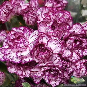 Lila älvnejlikafrön – Kompakta doftande blommor för trädgårdsplantering