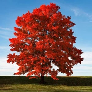 May include: A tree with vivid red leaves dominates the frame, set against a clear blue sky. The tree's foliage is a deep, rich red, contrasting with the green grass and the bright blue sky. The image captures a moment of natural beauty.