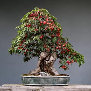 50pcs Bonsai Pomegranate Seeds | Sweet Fruit Tree | Easy Grow
