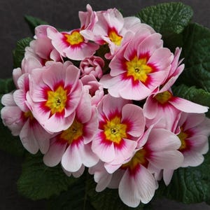 Op de afbeelding: Een close-up van een tros roze sleutelbloemen. Elke bloem heeft een gele kern en rode randen, met delicate, gelaagde bloemblaadjes. De bloemen zijn omgeven door groene bladeren en tonen hun levendige kleuren en ingewikkelde details.