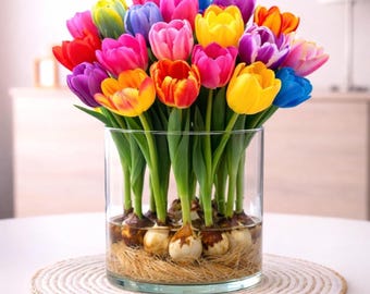 Mélange de bulbes de tulipes préréfrigéré - arrosage forcé à l'intérieur, fleurs d'hiver faciles à cultiver (8 bulbes)