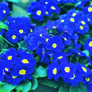 Op de afbeelding: Close-up van levendige blauwe primula bloemen met heldergele centra. De bloemen zijn dicht opeengepakt, omringd door groene bladeren. De afbeelding toont de schoonheid van de lentebloesems.