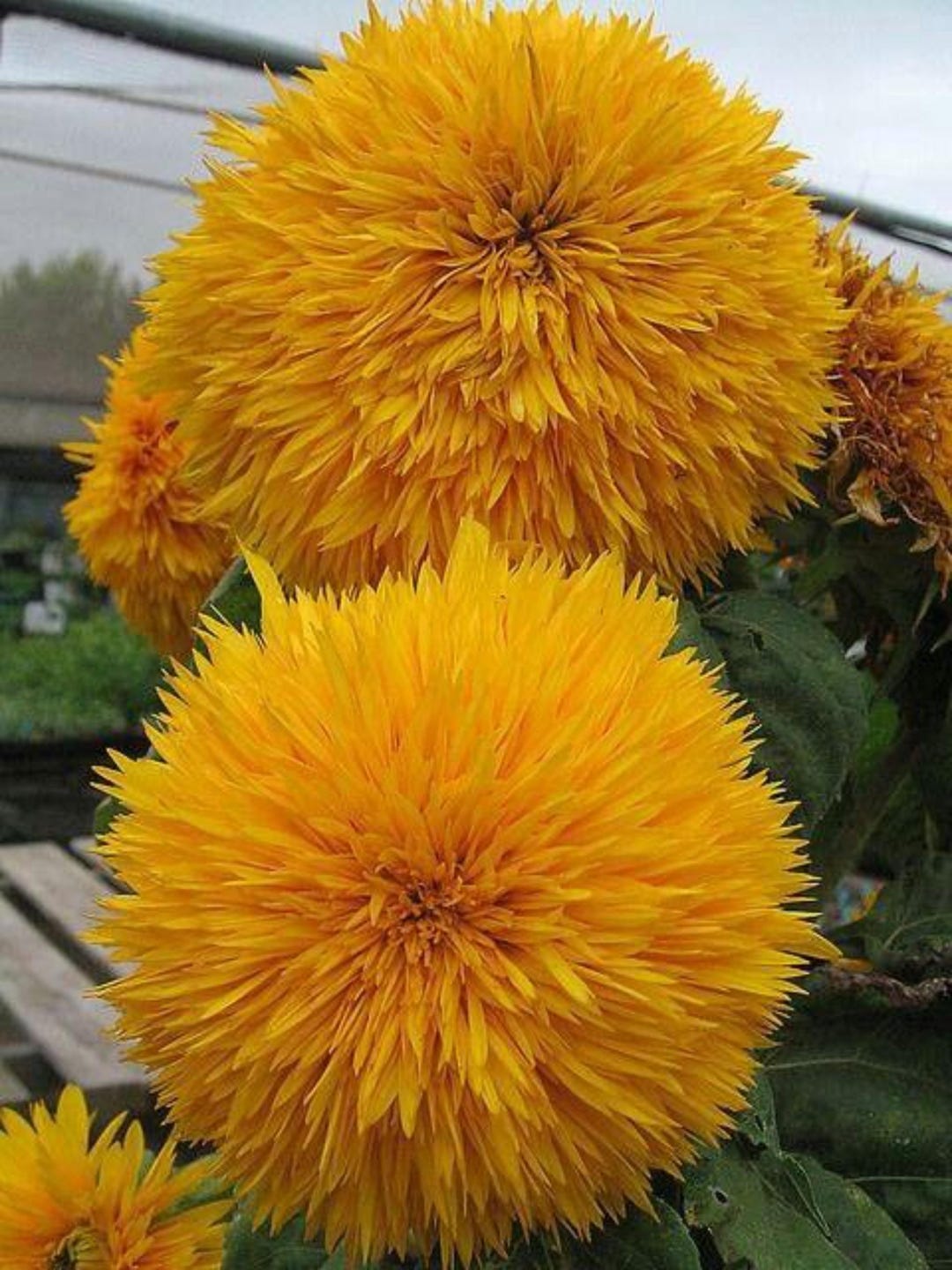 Teddy Bear Sunflower Seeds – Compact Dwarf Sungold Sunflowers - Etsy