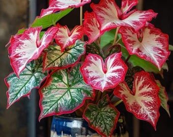Crimson Sky Caladium Bulbs - Fancy Leaf Tropical Foliage, Elephant Ear Style Garden Plant