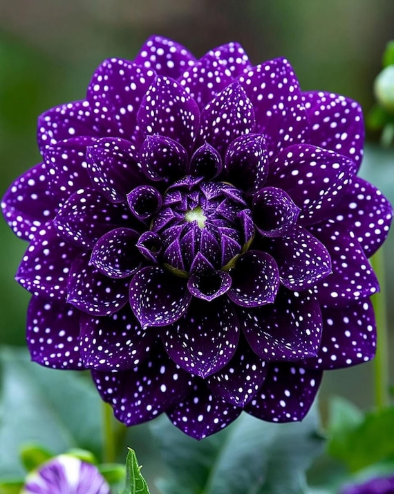 Purple Petunia Starry Flower Seeds – Blue, Yellow & White Mix | Spring Summer Blooms