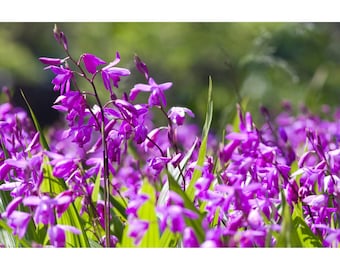 50 Chinese Ground Orchid Seeds – Bletilla Striata | Hardy Purple Orchid | Perennial Flower for Garden