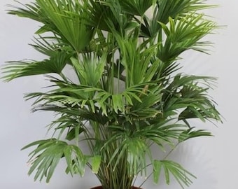 Gardeners Dream Livistona Palma Tropicale Per Interni – Altezza 30-40 Cm In Vaso 12 Cm