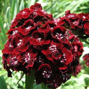 Sweet William Dianthus Dunetti Red Seeds | 200 Non-GMO Flower Seeds | Spring Blooms