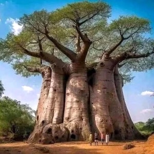 Puede incluir: Un gran árbol de baobab con un tronco masivo y ramas extensas, sobre un cielo azul con nubes dispersas. La corteza del árbol es de color marrón claro y texturizada. Varias personas están de pie al pie del árbol.