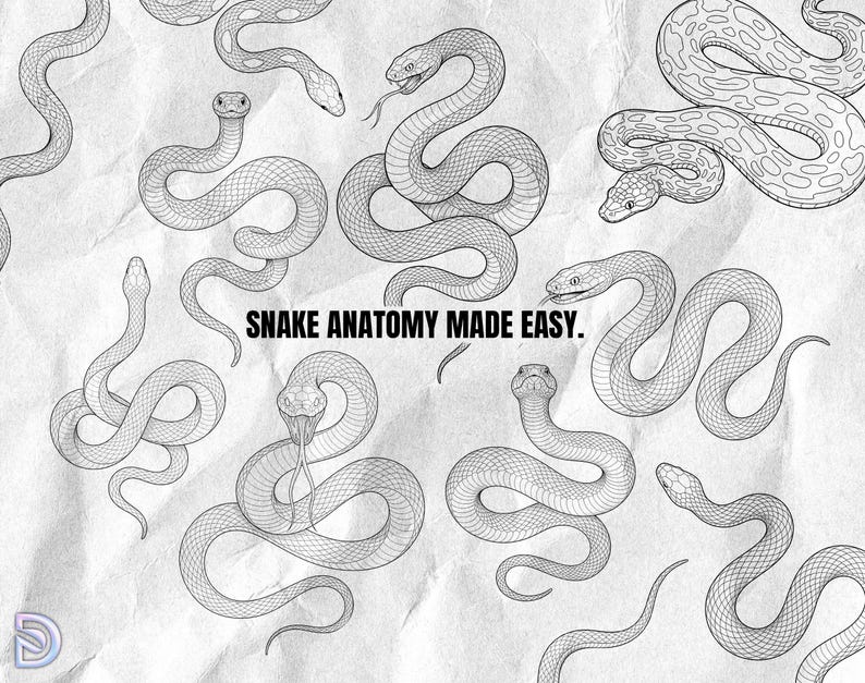Puede incluir: Una ilustraci&oacute;n de arte lineal en blanco y negro que muestra varias serpientes en diversas posiciones enroscadas sobre un fondo de papel texturizado. El texto SNAKE ANATOMY MADE EASY est&aacute; impreso en el centro en una fuente negrita, negra y sin remates.