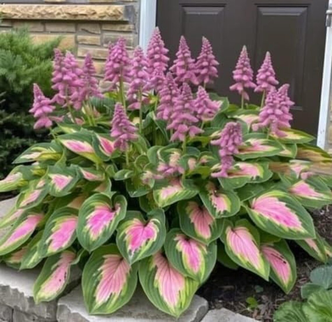 Pretty In Pink Hosta 220 Green Pink Rare Hosta Seeds – Perennial Shade Foliage, Easy Grow - Etsy