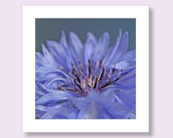 Blank Note Card | Cornflower Card | Flower Notecard | Floral Birthday Card | Blue Birthday Card | Note Cards | Floral Stationery