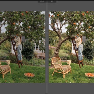 May include: A split-screen comparison showing a garden scene with a person on a wooden ladder picking fruit from a tree, a light-colored rattan chair on the grass, and a small woven basket containing harvested fruit on the lawn below.