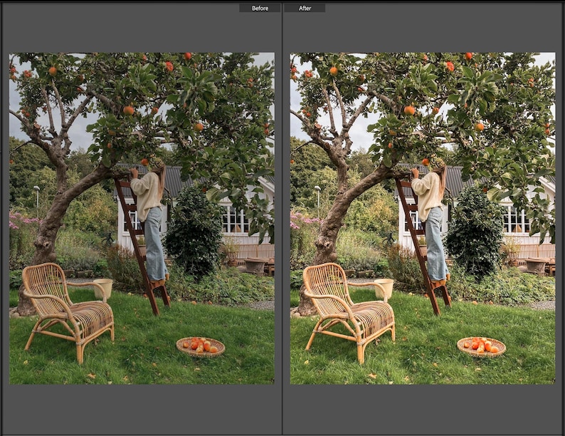 May include: A split-screen comparison showing a garden scene with a person on a wooden ladder picking fruit from a tree, a light-colored rattan chair on the grass, and a small woven basket containing harvested fruit on the lawn below.