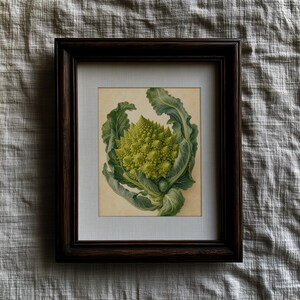 Könnte beinhalten: Ein gerahmter botanischer Druck mit einer detaillierten Illustration eines Romanesco-Brokkoli-Kopfes mit seinen charakteristischen fraktalen, lindgrünen Röschen und großen, gewellten, dunkelgrünen Blättern auf cremefarbenem Hintergrund in einem dunklen Holzrahmen.