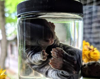 Precious Baby Bun Wet Specimen - Steely Black, 3 dagen oud