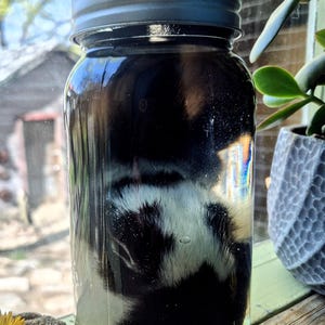 以下が含まれることがあります： 灰色の蓋が付いた透明なガラス瓶。黒と白の物体が薄緑色の液体に浸かっています。瓶は窓の近くの木製の表面に置かれています。