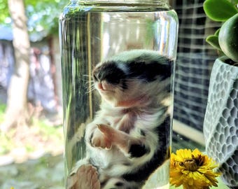 Black & White Baby Bunny - Wet Specimen Rabbit Fetus