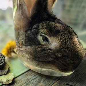 Puede incluir: Una cabeza de conejo marrón y negra es visible a través de una superficie de vidrio curva y transparente. El conejo tiene pelaje oscuro, orejas prominentes y un ojo visible. El vidrio crea un reflejo distorsionado del rostro del conejo.