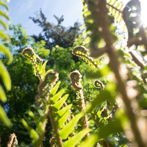 May include: Close-up shot of fern fronds unfurling in bright sunlight. The image captures the fresh green leaves and the spiral shape of the young fronds, set against a backdrop of blue sky and other green foliage.