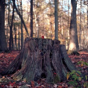 Natural Woodlands Photo Print, "A Bit Stumped". Film Photography Wall Art.