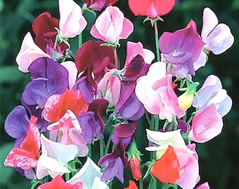 Semillas de guisante de olor fragante – Enredadera trepadora de hasta 2,4 m – Sin OMG, 50 semillas, Lathyrus odoratus, flores fragantes para jardín y polinizadores