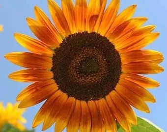 Semillas de girasol Red Sun: reliquia sin OMG, flores ornamentales de color bronce y burdeos para jardín, plantaciones de exterior y arreglos florales.