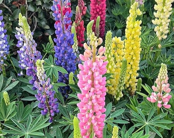 Semillas de Lupino Russell: 100 semillas de plantas perennes tradicionales sin OMG, con vibrantes flores moradas, rosas y azules para jardines y espacios polinizadores.