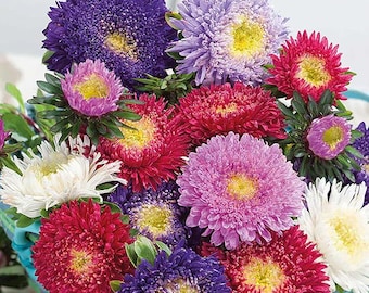 Semillas de Aster Doble Gremlin: 1000 semillas sin OMG, flores vibrantes y peludas para jardín, polinizadores y arreglos florales.