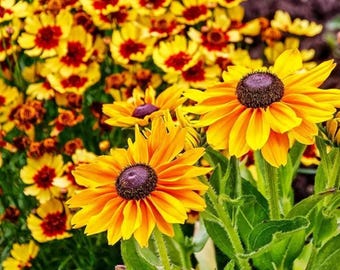 Semillas de Rudbeckia hirta para plantar, no transgénicas, variedad tradicional, flores amarillas con centros oscuros