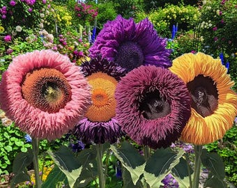 Más de 700 semillas de girasol gigantes de osito de peluche, reliquia sin OMG