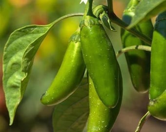 Semillas de chile jalapeño no transgénico – Variedad tradicional – Picantes – Ideales para huertos caseros – Semillas de alta calidad para todas las estaciones