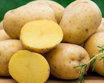 Papas de semilla con certificación Yukon Gold: 3 lb, sin OGM, frescas de granja, listas para cultivar. Papas criadas en Estados Unidos.