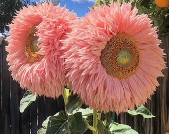 Semillas de girasol rosa gigante, sin OMG, reliquia, flores grandes y florecientes, semillas de jardín