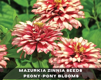 Semillas de zinnia Mazurkia - Flores de peonía poni, reliquia sin OMG