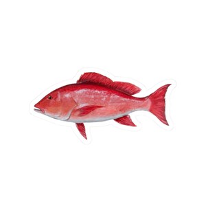 May include: A red snapper fish with a white background. The fish is facing left and has a slightly open mouth.
