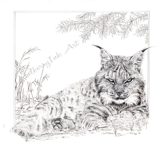 Adult Coloring Pages Cat - Bilscreen