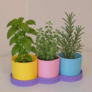 May include: Three potted herbs in yellow, pink, and blue cylindrical planters. The planters sit on a purple tray. The herbs include basil, oregano, and rosemary, creating a colourful display of greenery.
