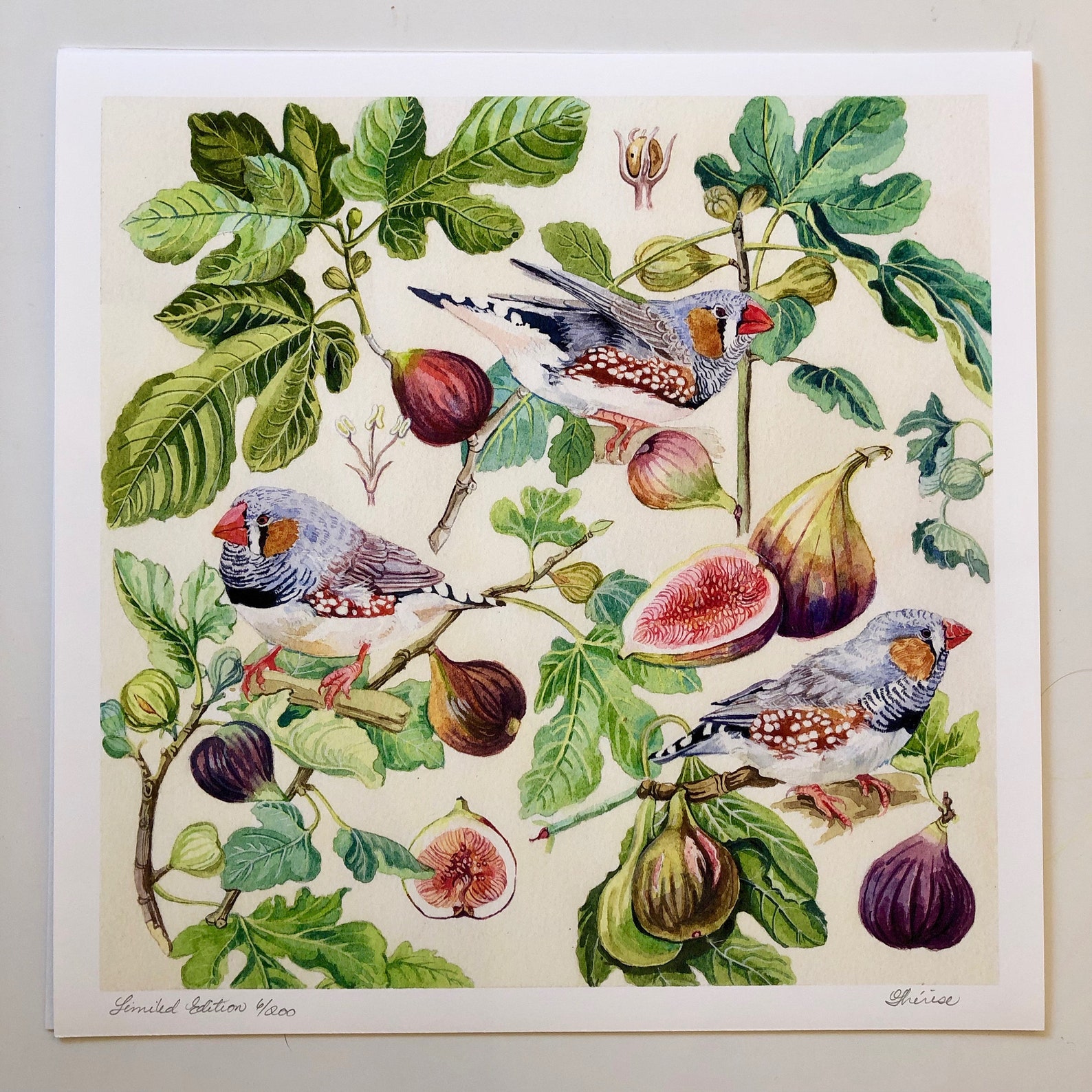 Figs and Finches, Watercolour, Botanicals and Birds Fine Art Print