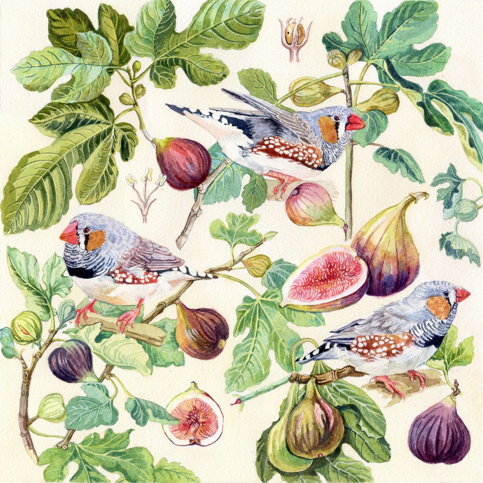 Figs and Finches, Watercolour, Botanicals and Birds Fine Art Print