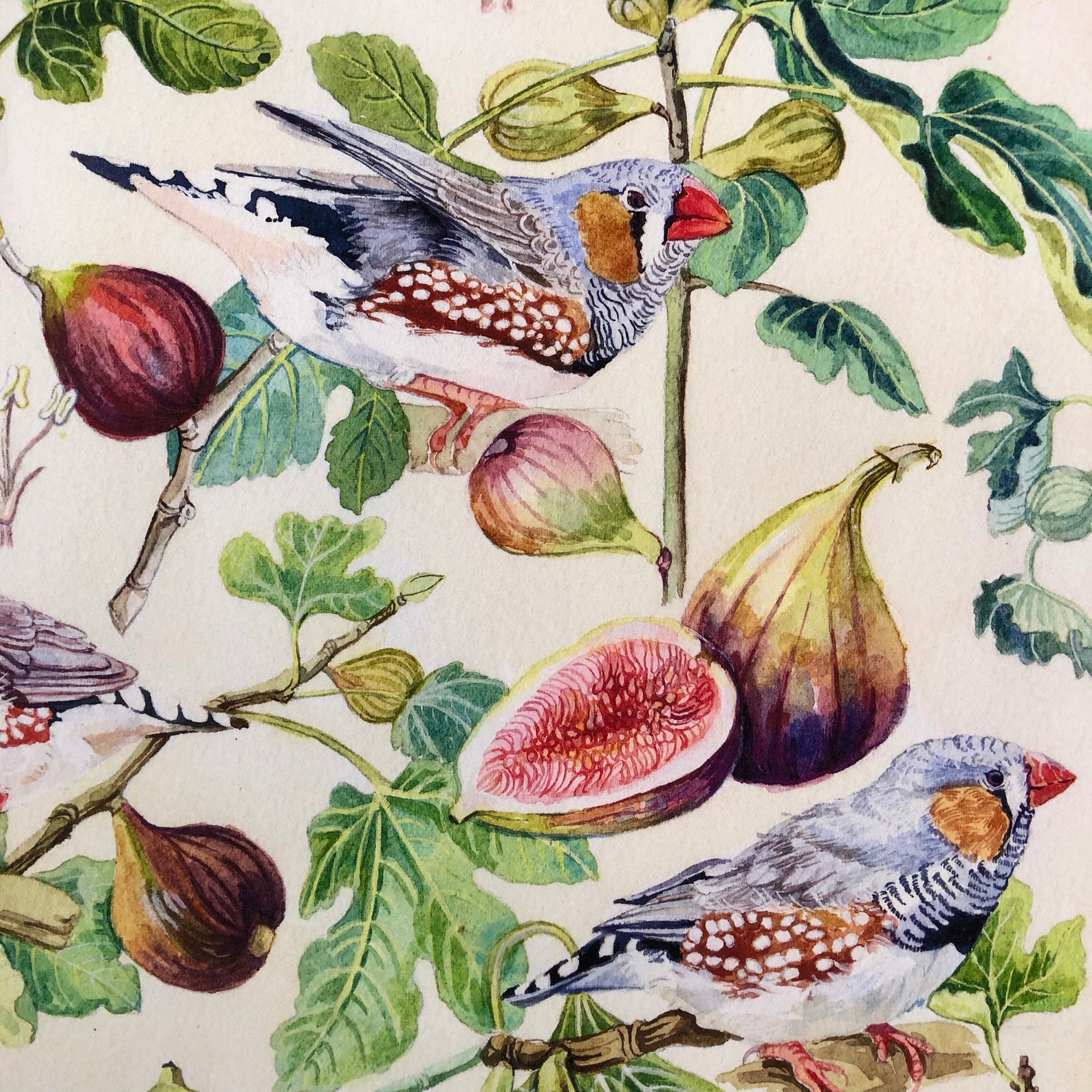 Figs and Finches, Watercolour, Botanicals and Birds Fine Art Print