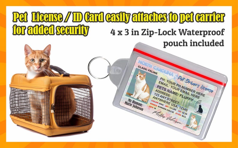 Peut inclure: Un chat roux dans une cage de transport jaune &agrave; c&ocirc;t&eacute; d'une carte d'identification pour animaux de compagnie dans une pochette zipp&eacute;e transparente. La carte d'identit&eacute; est intitul&eacute;e "North Carolina Pet Driver's License" et comprend la photo du chat et les informations du propri&eacute;taire.