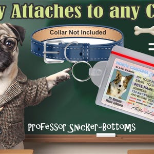 Peut inclure: Image publicitaire pour une &eacute;tiquette d'identification pour animaux de compagnie. Un carlin portant des lunettes et une veste en tweed pointe vers un collier bleu pour chien et une licence de conducteur d'animal de compagnie de Caroline du Nord. Texte : "Easily Attaches to any Collar" et "Professor Snicker-Bottoms."