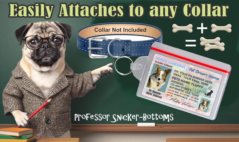 Peut inclure: Image publicitaire pour une &eacute;tiquette d'identification pour animaux de compagnie. Un carlin portant des lunettes et une veste en tweed pointe vers un collier bleu pour chien et une licence de conducteur d'animal de compagnie de Caroline du Nord. Texte : "Easily Attaches to any Collar" et "Professor Snicker-Bottoms."