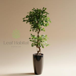 May include: An artificial ficus tree in a black, cylindrical pot. The tree features a twisted trunk and lush green leaves. The pot is approximately 60 cm tall. The Leaf Habitat logo is visible in the image.