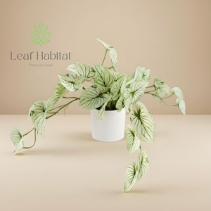 Puede incluir: Una planta en maceta con hojas grandes de color verde claro con vetas de color verde oscuro. La planta está en una maceta de cerámica blanca. El texto "Leaf Habitat" y "Premium Leaf" está incluido.