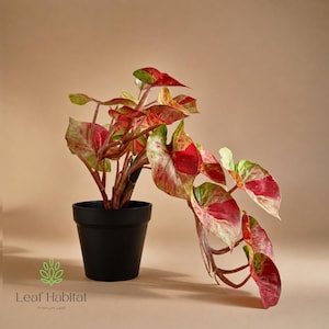 Artificial Pink Caladium Plant in Pot, Realistic Trailing Faux Plant, indoor fake plant, Housewarming gift