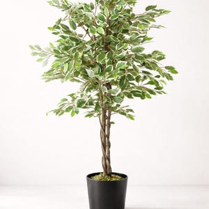 May include: Artificial ficus tree in a black pot. The tree has green and white variegated leaves and a brown, twisted trunk. The pot is a simple, cylindrical shape. The tree is a decorative item.