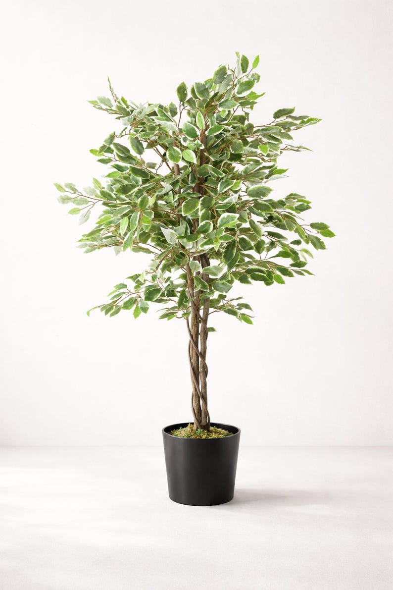 May include: Artificial ficus tree in a black pot. The tree has green and white variegated leaves and a brown, twisted trunk. The pot is a simple, cylindrical shape. The tree is a decorative item.